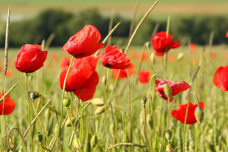 coquelicots 3663 800