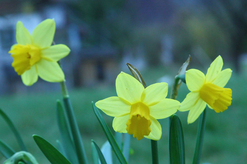 jonquilles 800