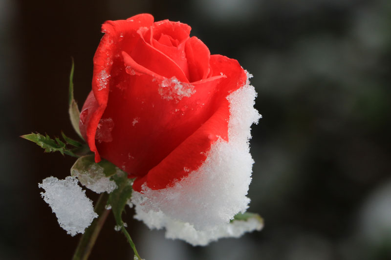 rose neige