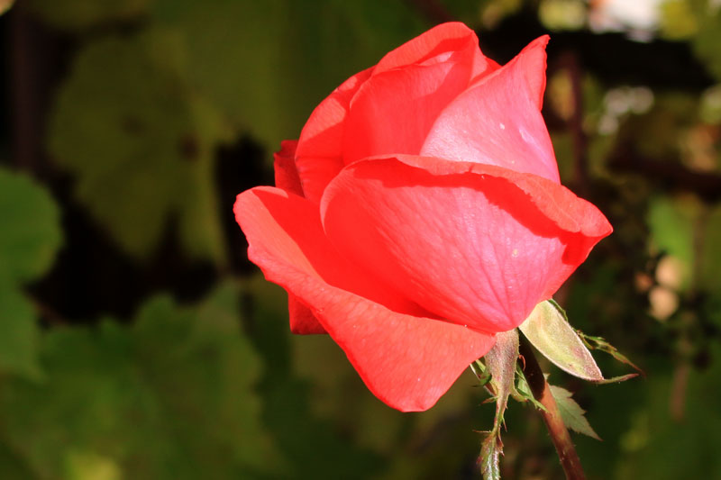 rose 0612