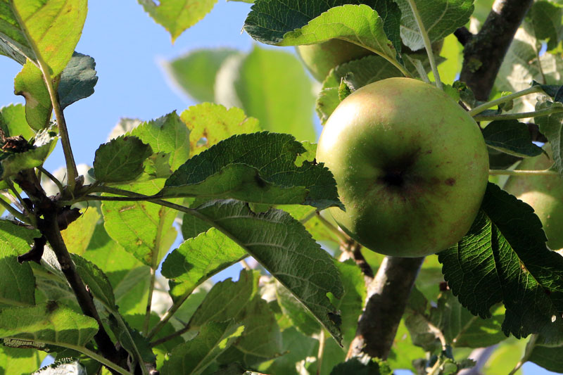 pomme 2670