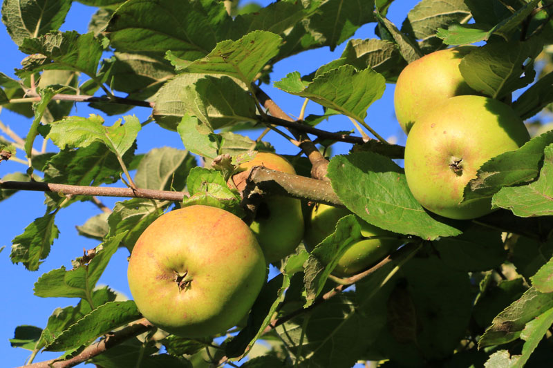 pommes 2674