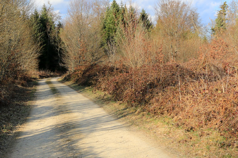ch forestier 3950 800