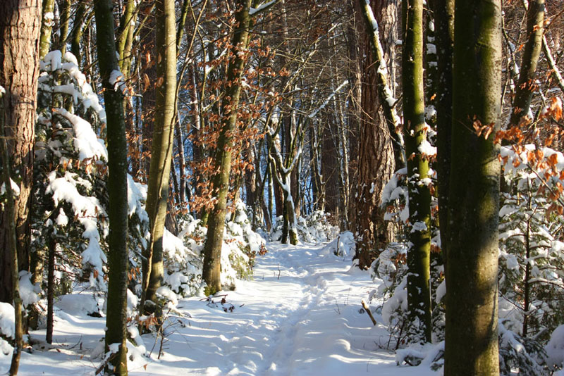 sentier hiver2013